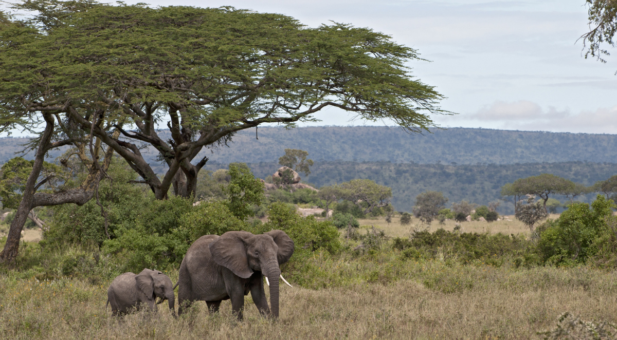 Elephants in Serengeti 