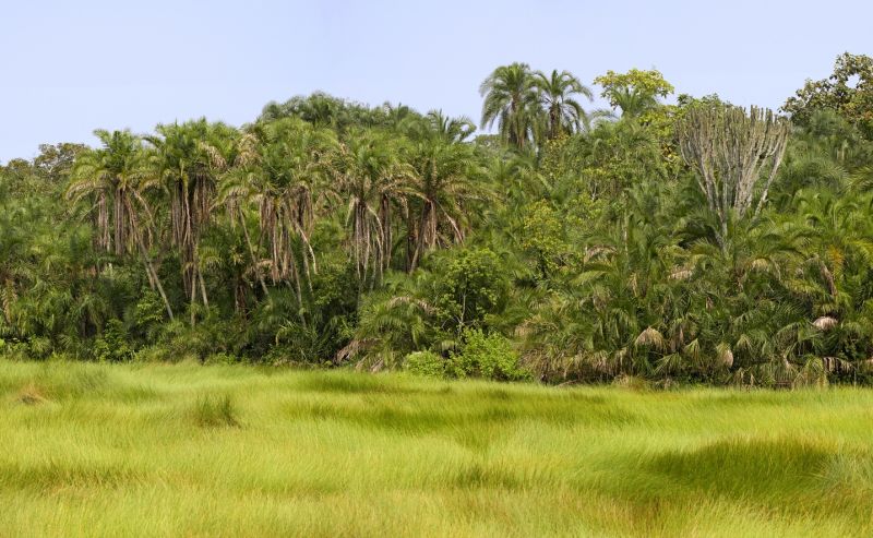 Wetland landscape of grasses and trees in Semuliki National Park, Uganda