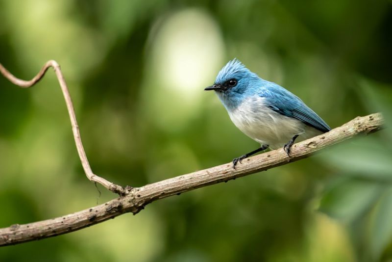 African blue flycatcher, Bwindi Impenetrable National Park