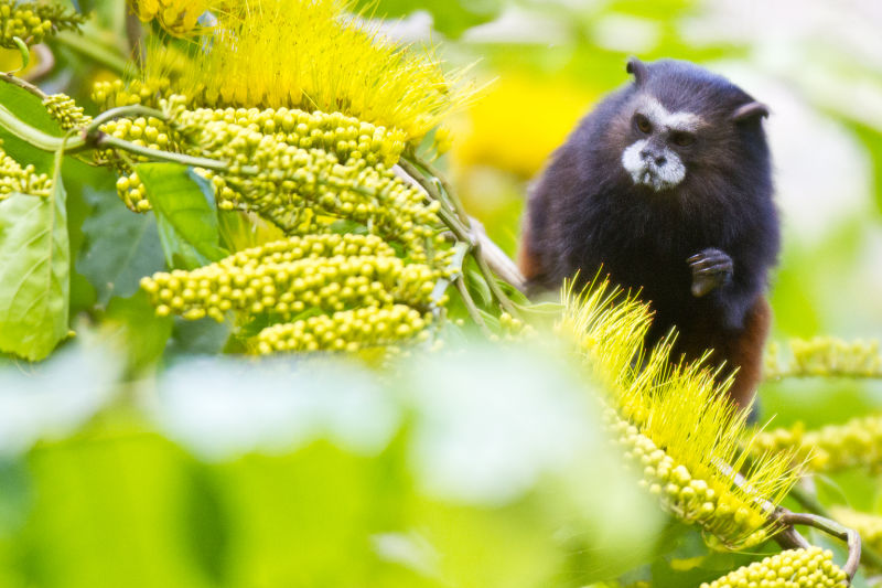 Saddle-backed tamarin (monkey) seated in a tree with bright yellow berries around it on Tambopata Amazon rainforest in Peru (1)