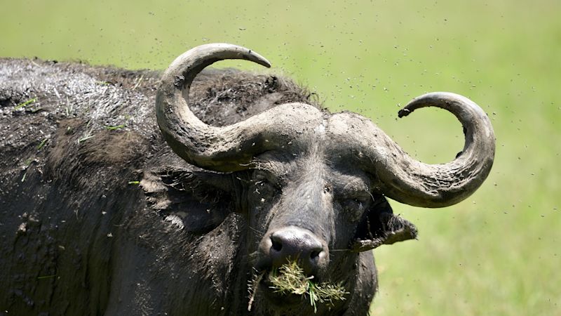 african-buffalo-kenya