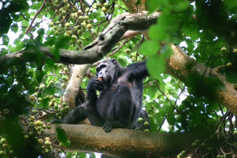 Chimpanzee in a tree. Chimpanzee trekking a best thing to do after climbing Kilimanjaro
