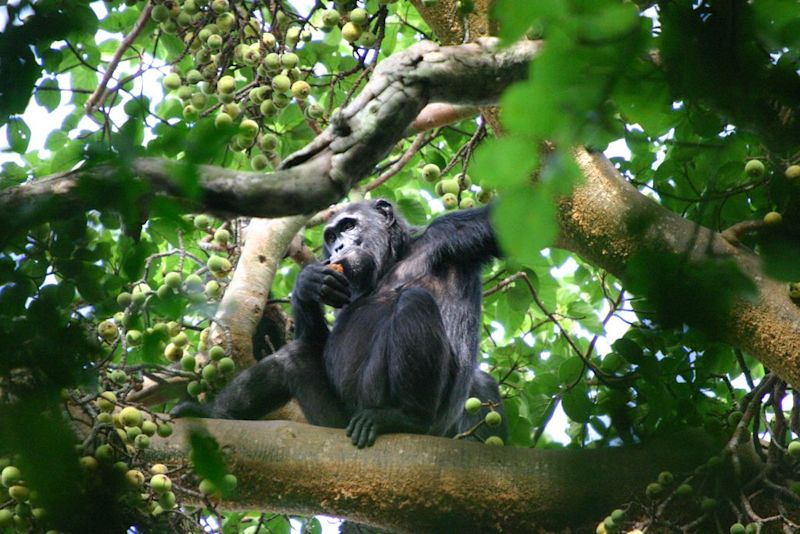 Chimpanzee in a tree. Chimpanzee trekking a best thing to do after climbing Kilimanjaro