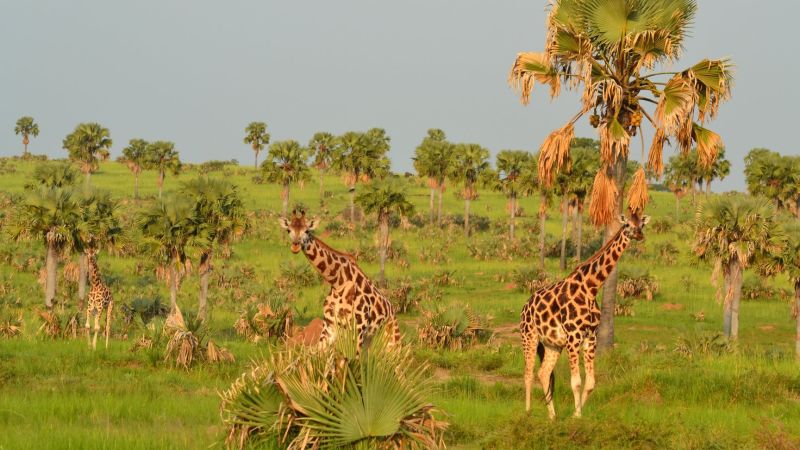 Giraffes palms Murchison Falls NP