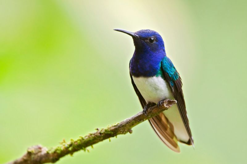 White Necked Jacobin bird sitting on a broken branch in Peruvian rainforest