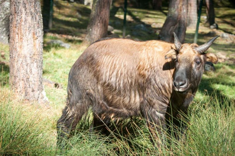 This handsome fella is a takin, also known as the gnu goat