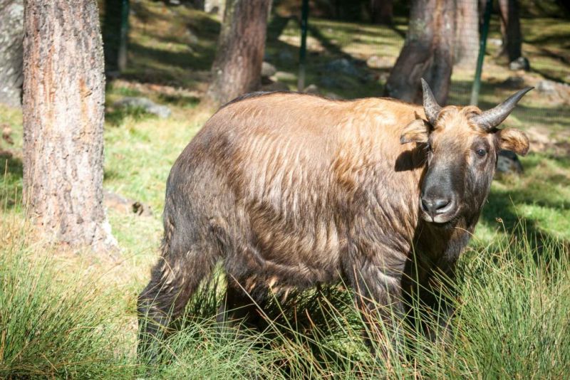 This handsome fella is a takin, also known as the gnu goat