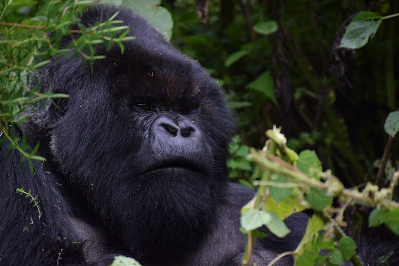 Close-up of a silverback