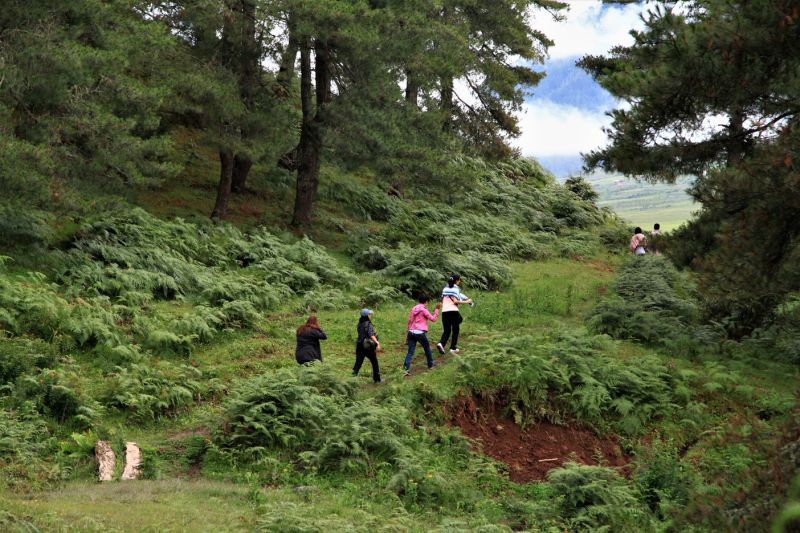 Ours. S. Trekking in bhutan forest,landscape of nature in Bhutan