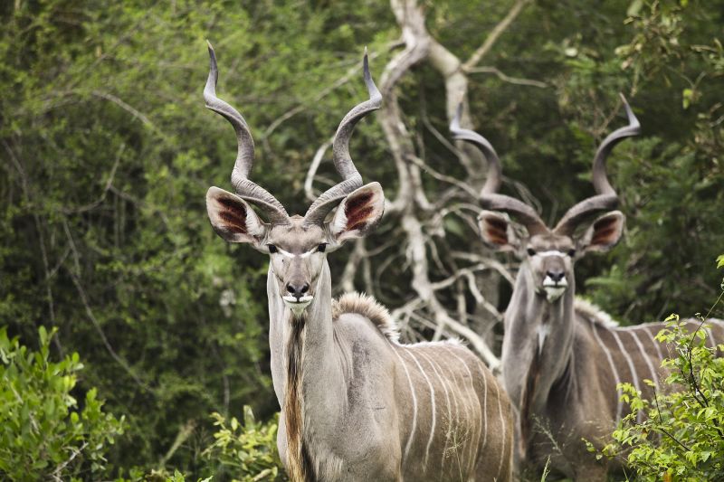 Meet the antelopes of Serengeti National Park