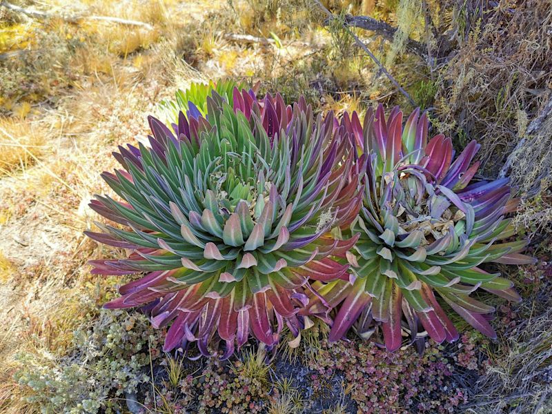 Kilimanjaro vegetation