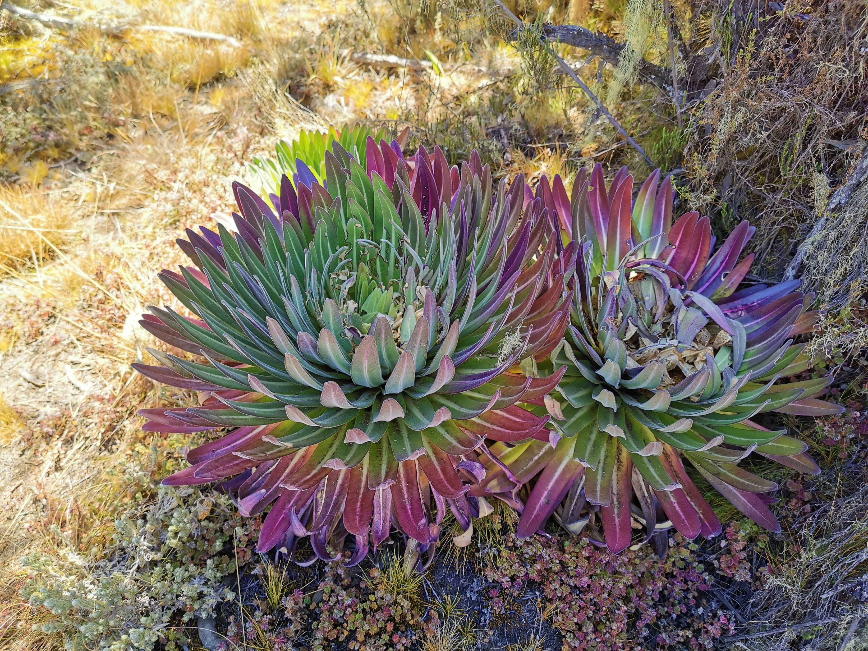 Kilimanjaro vegetation