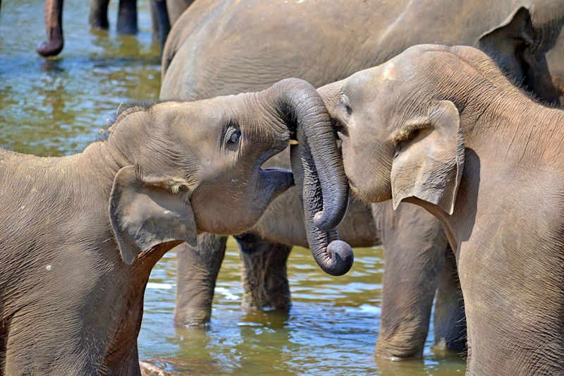 Two elephants in one of Sri Lanka's many national parks