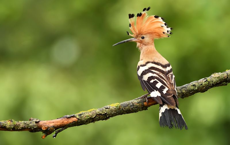 Eurasian hoopoe perched on a branch