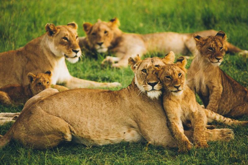 Pride of lions lying on the grass