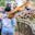 Visitor's hand being licked by Rothschild's giraffe on bridge at Giraffe Centre in Nairobi, Kenya