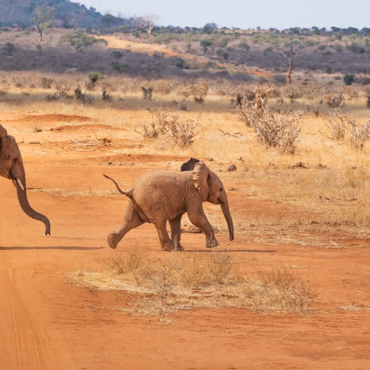 Safari in Kenya two young elephant calves dry savannah