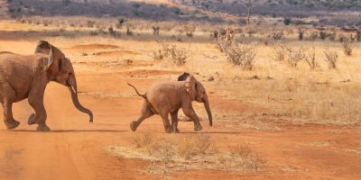 Safari in Kenya two young elephant calves dry savannah