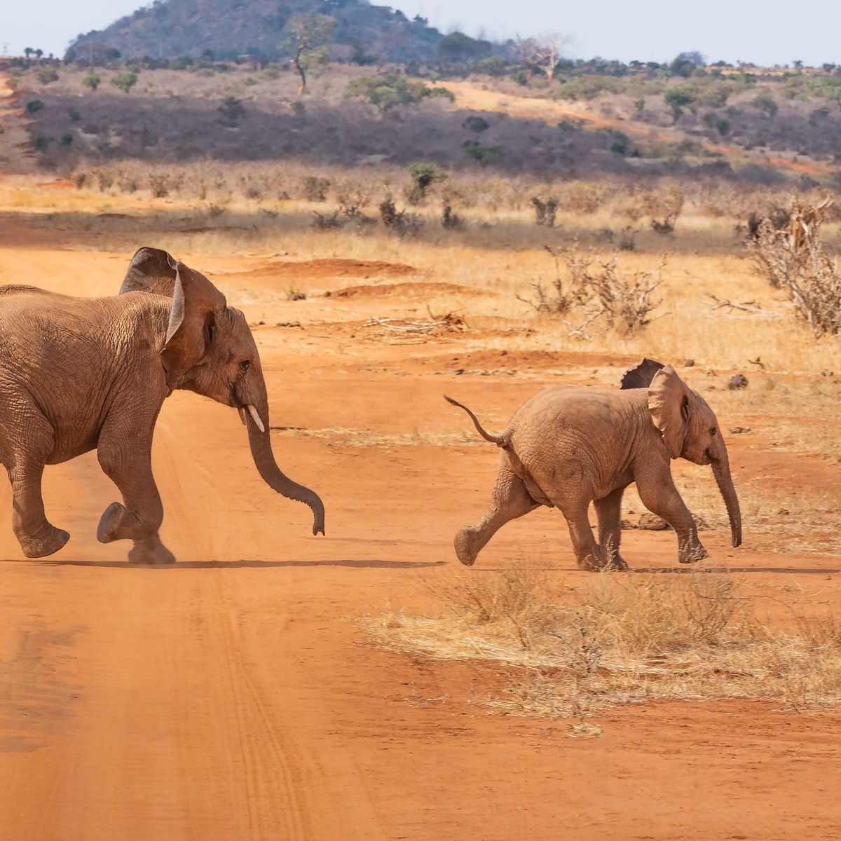 Safari in Kenya two young elephant calves dry savannah