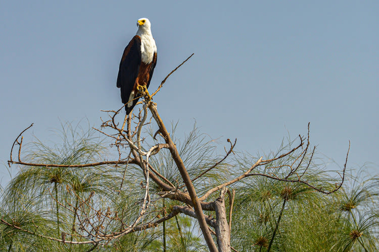 African Fish Eagle sitting in the trees in Akagera National Park, Rwanda. 