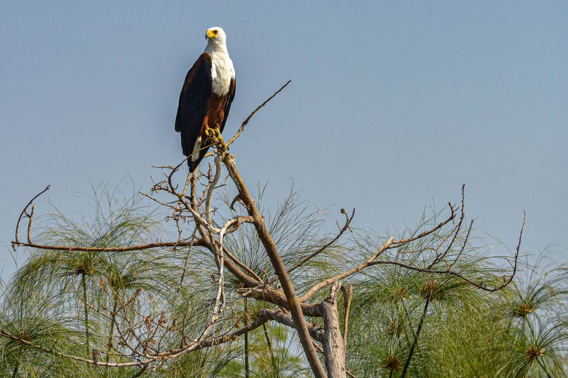 African Fish Eagle sitting in the trees in Akagera National Park, Rwanda. 