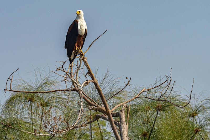 African Fish Eagle sitting in the trees in Akagera National Park, Rwanda.