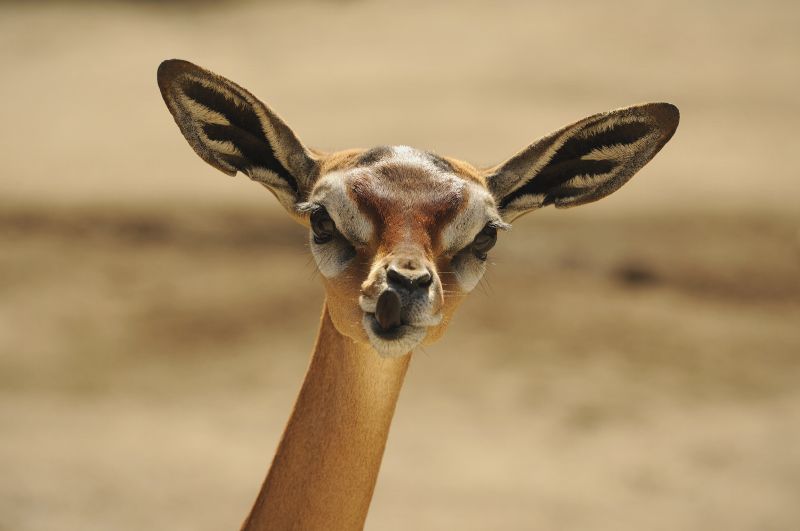 Close-up portrait of gerenuk