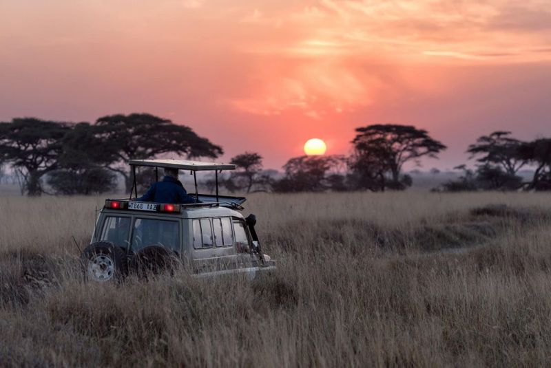 african safari at sunset