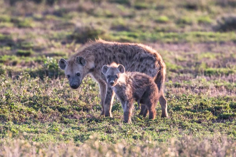 spotted hyenas