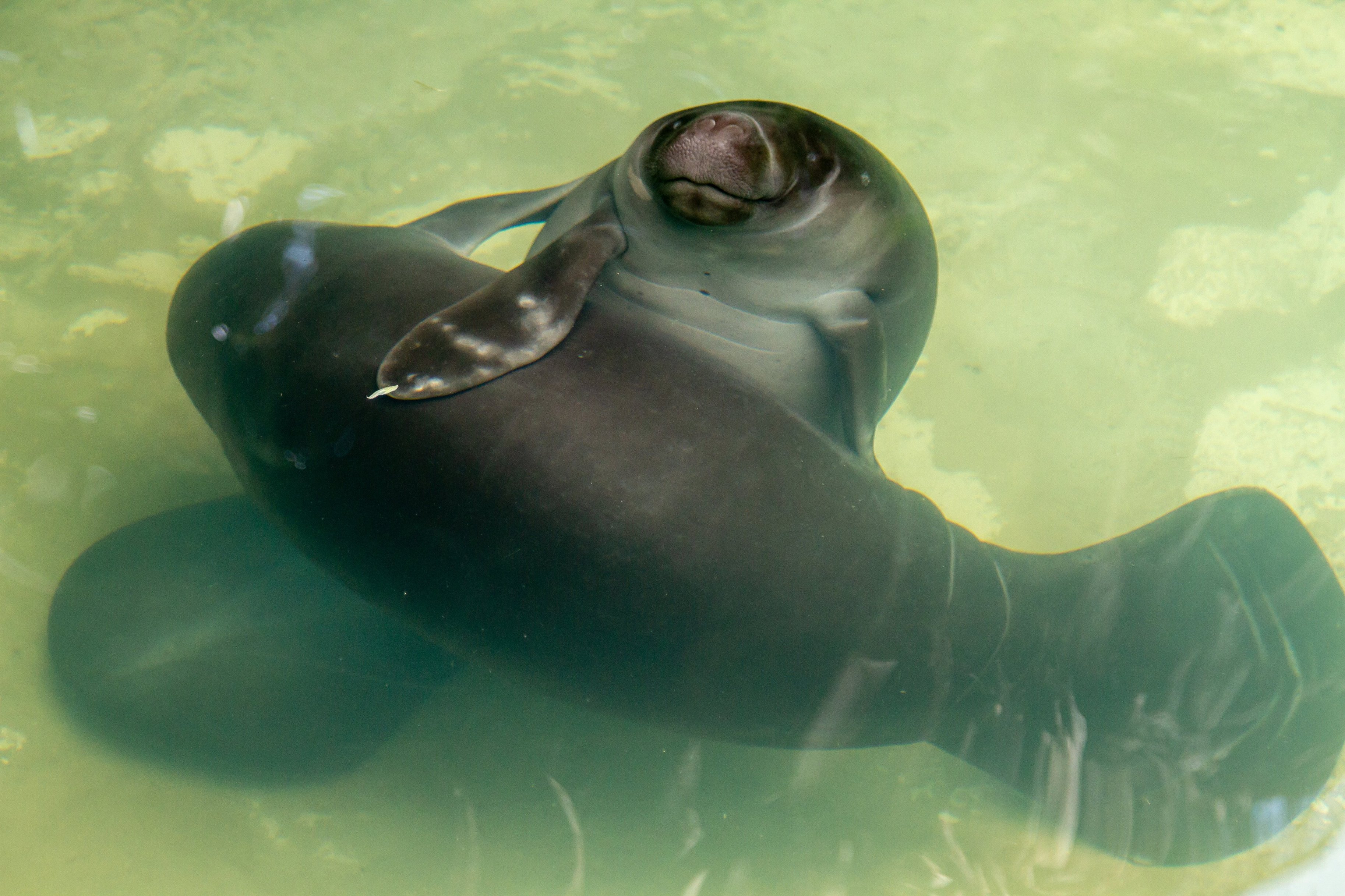 Two Amazonian manatees in rescue centre in Iquitos, Peru