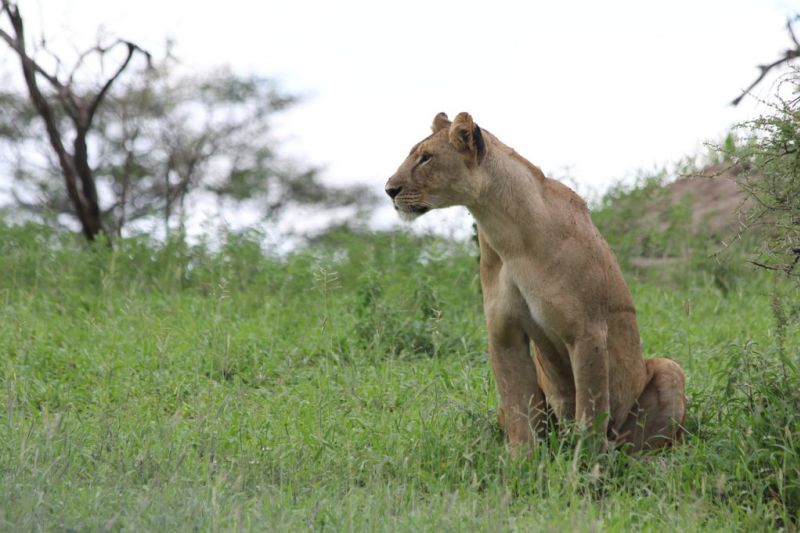 Lioness sitting in grass in Tarangire National Park