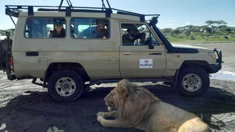 Kazi and clients in FA branded safari vehicle with lion nearby, Tanzania