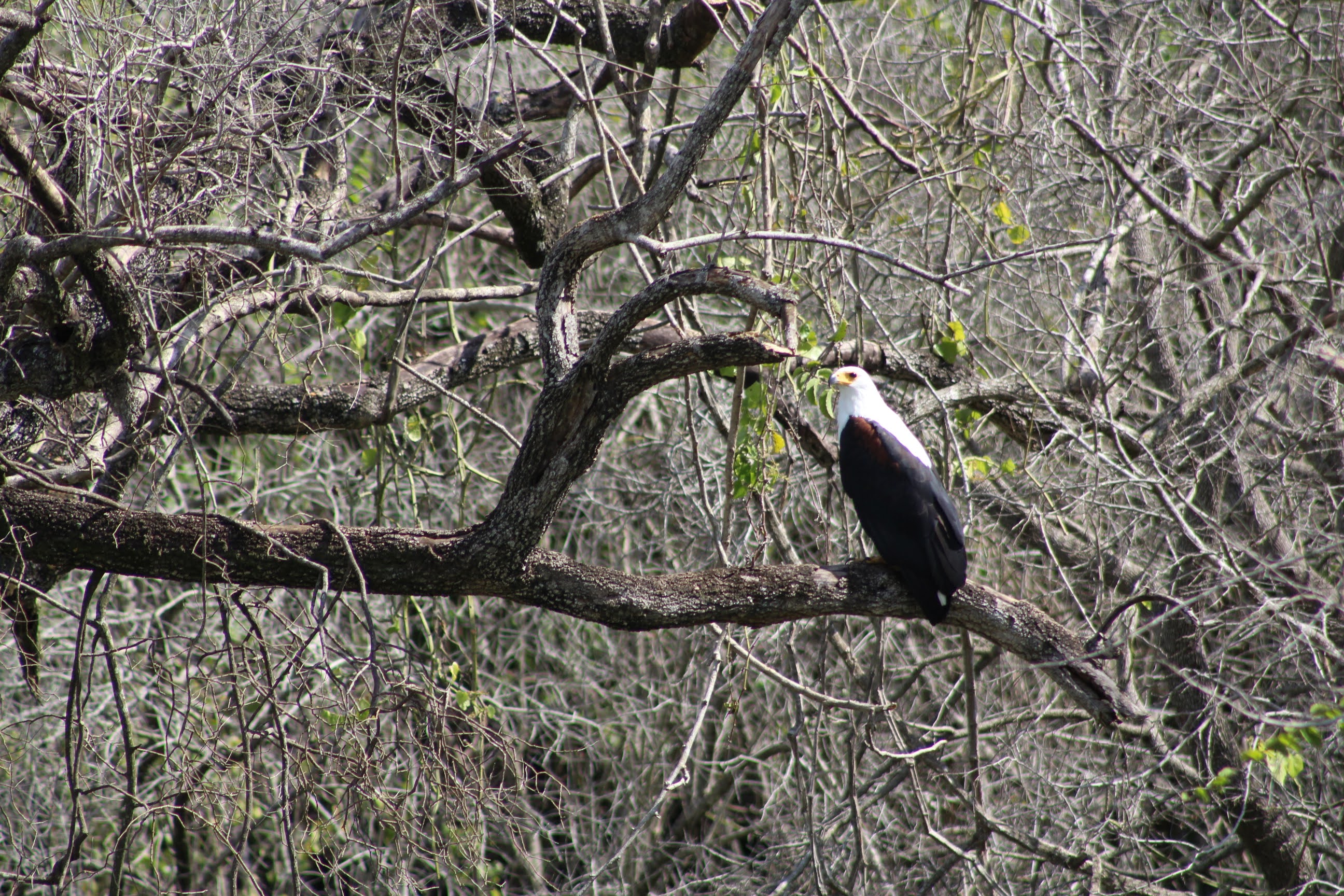 Seraina African fish eagle Uganda