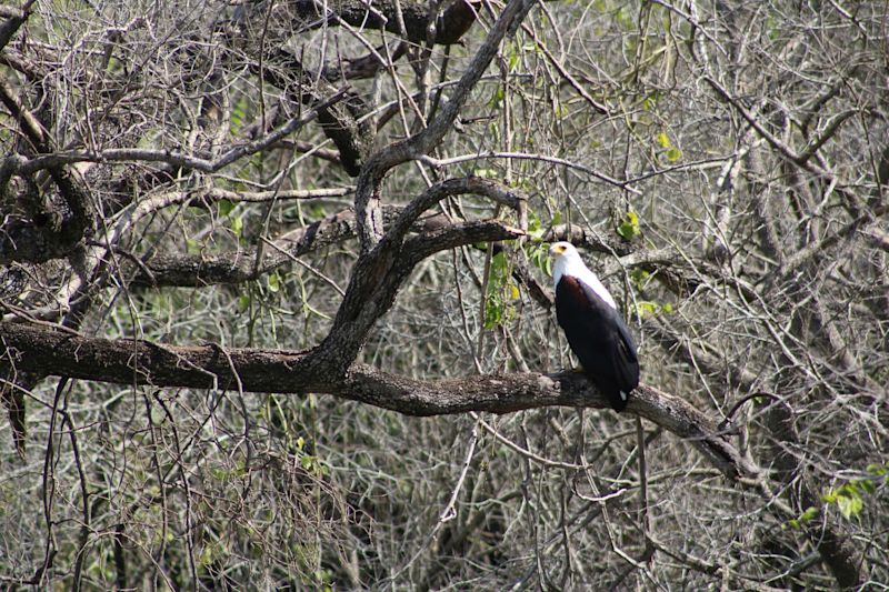 Seraina African fish eagle Uganda