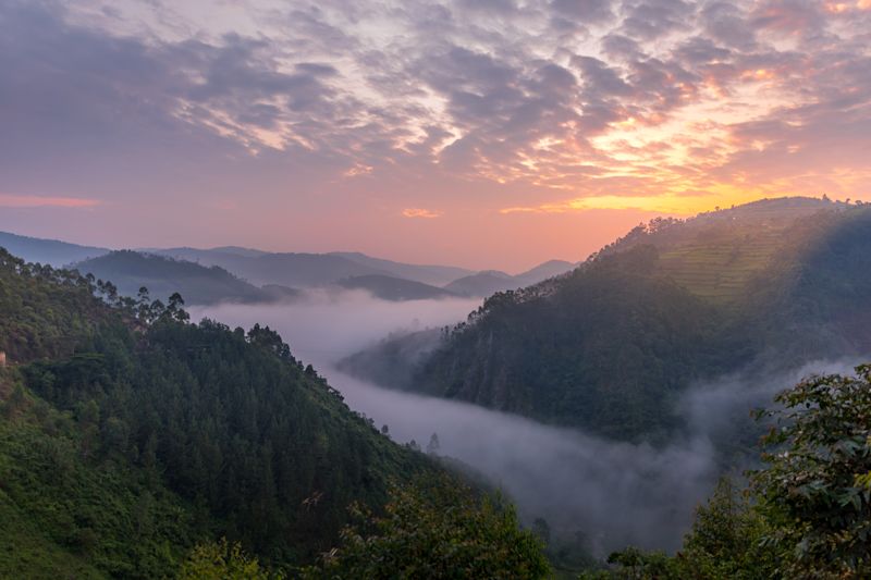 Uganda's Bwindi Forest with sunset and mist