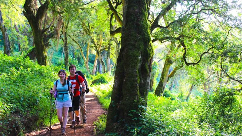 Walkers on Kilimanjaro in the forest