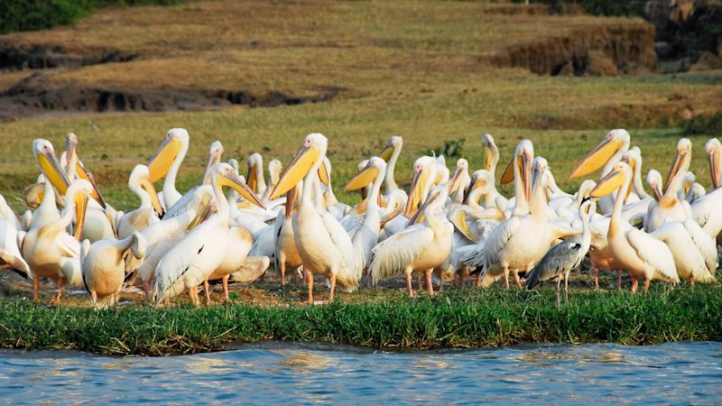 Ours. S. Pelicans, Kazinga Channel, Queen Elizabeth NP, Uganda