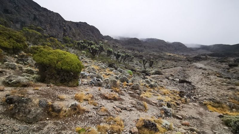 Moorland-vegetation-on-Kilimanjaro-1024x576.jpg