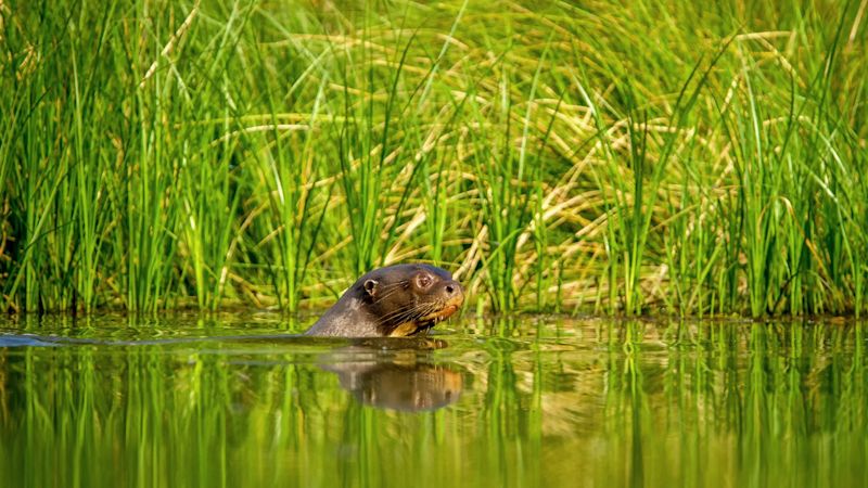 Giant otter (Pteronura brasiliensis) swims in lake in the Peruvian Amazon rainforest, Peru
