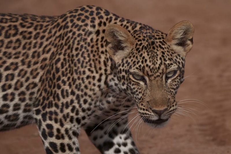 Leopard looking at camera