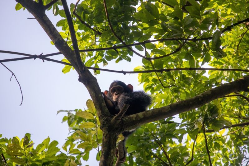 Eastern Chimpanzee sitting in tree in Masindi, Uganda