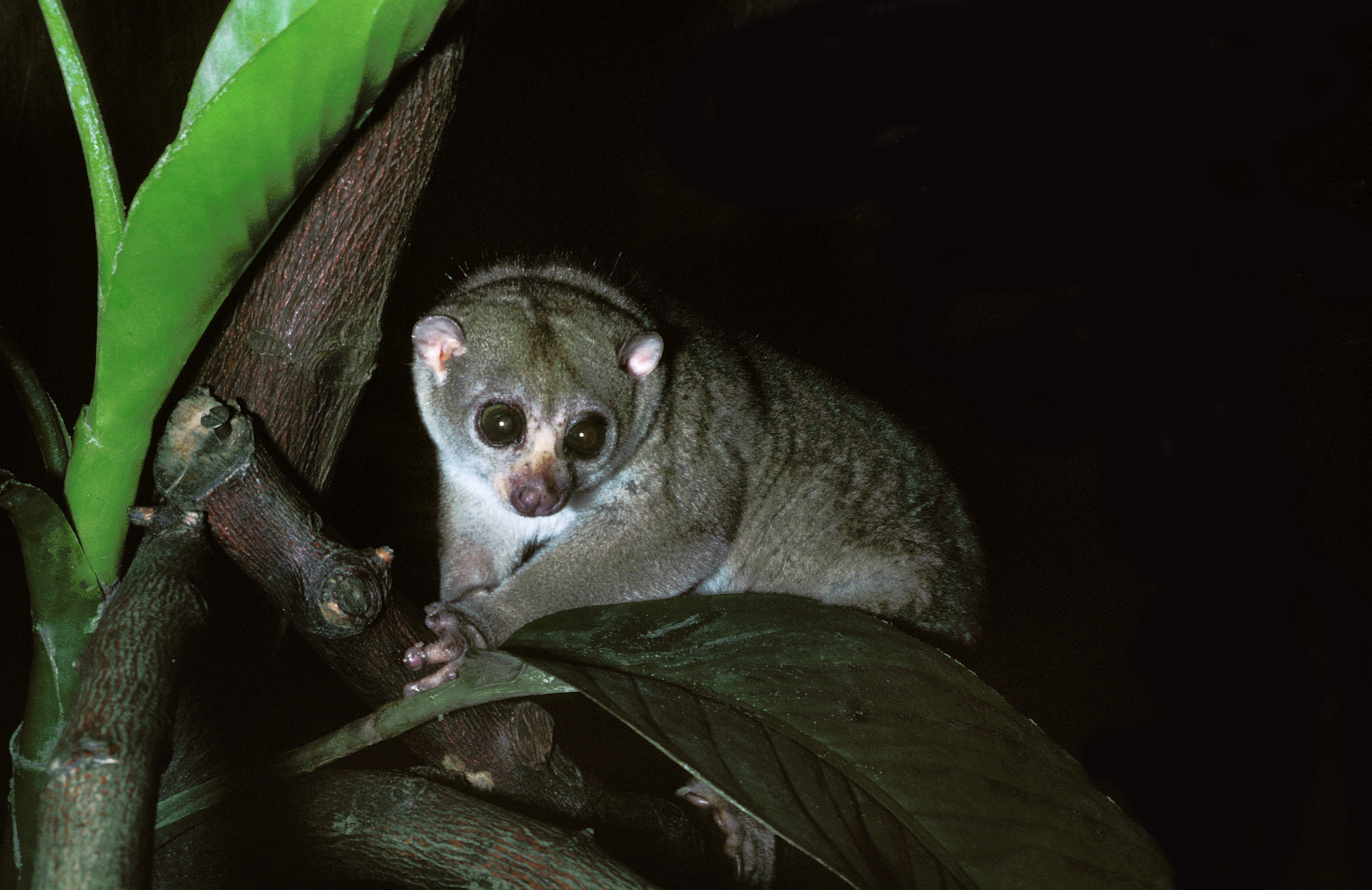 Ours. Potto in Kibale Forest National Park