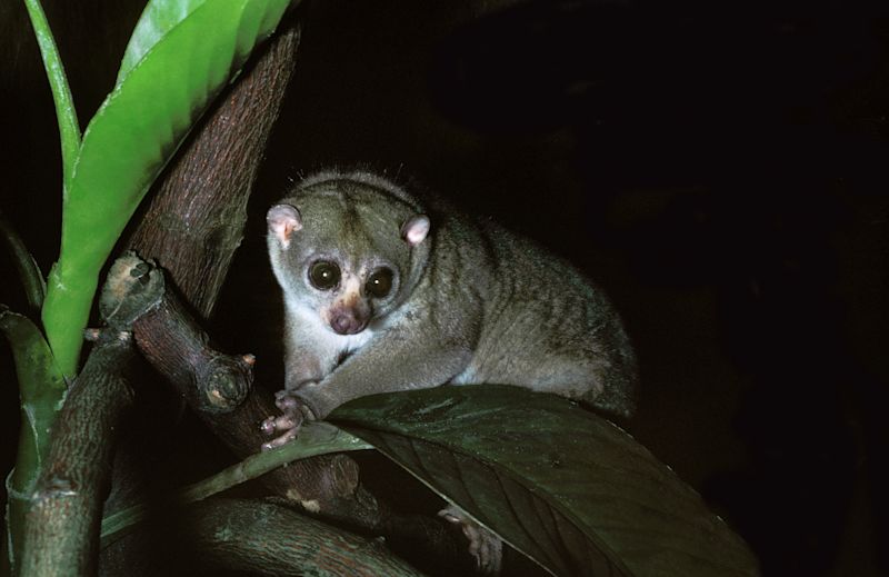 Ours. Potto in Kibale Forest National Park