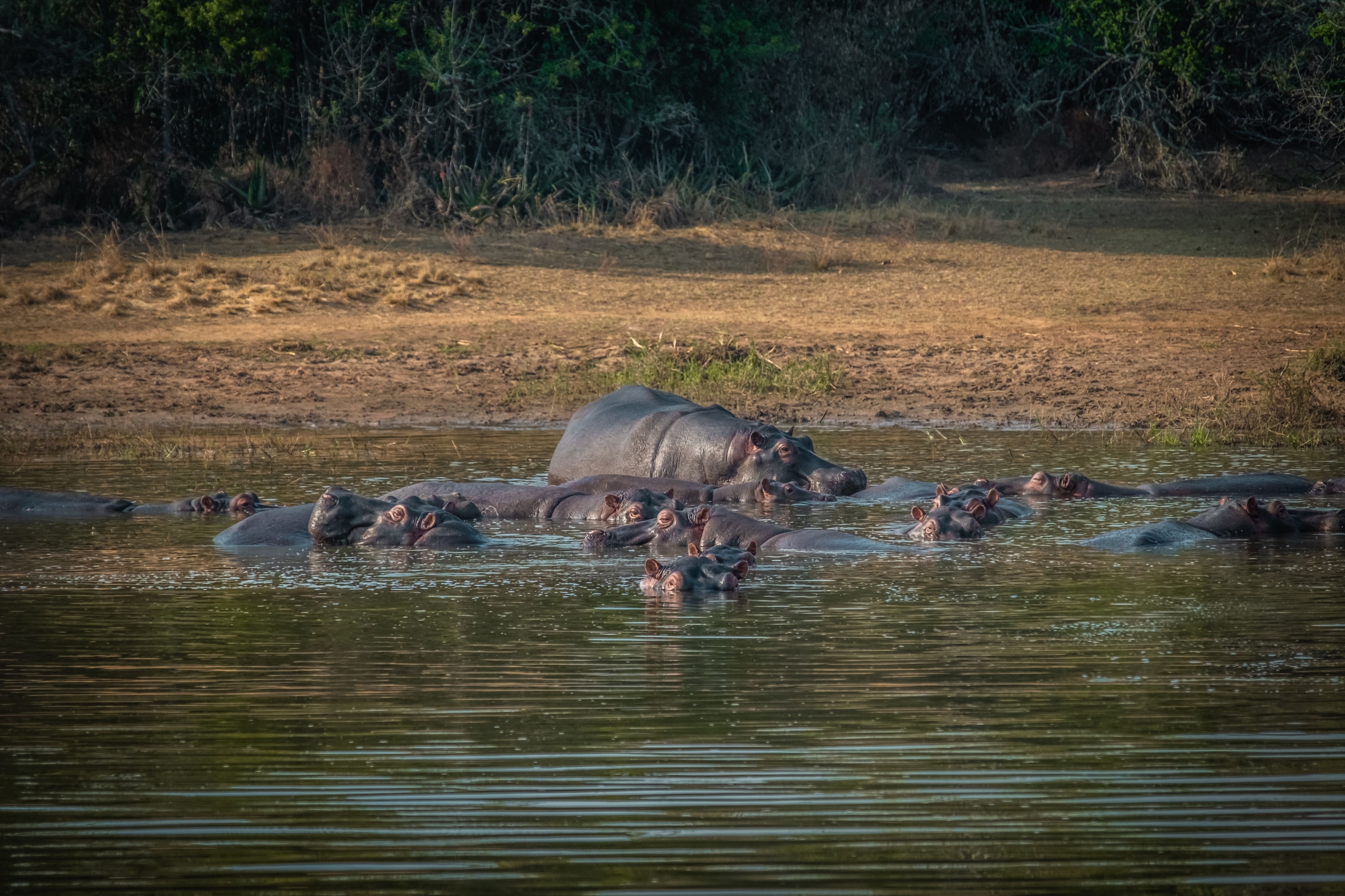 A bloat of hippos in Lake Ihema, Akagera National Park, Rwanda