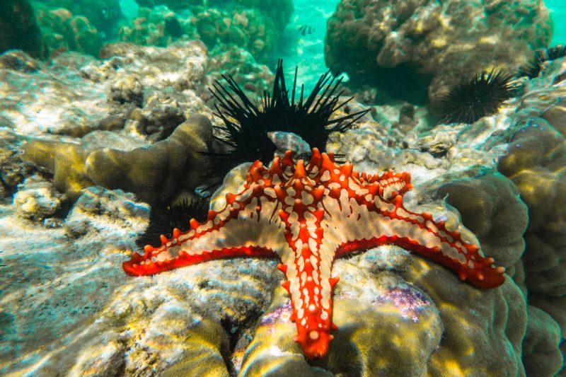 Red knobbed sea star and sea urchins. Zanzibar, Tanzania