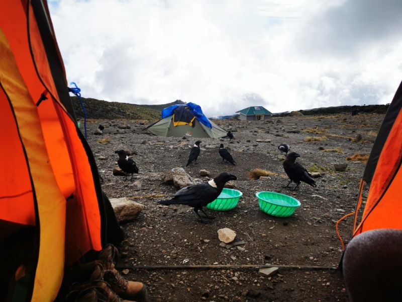 Birds and water bowls outside tent at Karanga Camp
on Kilimanjaro