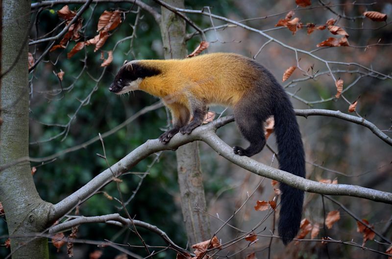 Yellow-throated marten