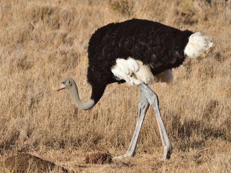 Male Somali ostrich, or blue-necked ostrich, Kenya safari