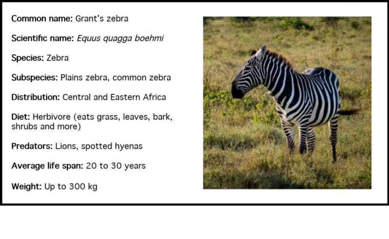 Grants_zebra_web1-1024x630.jpg