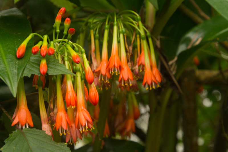 Rwenzori Mountains flowers